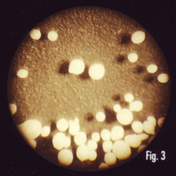 microsulfan